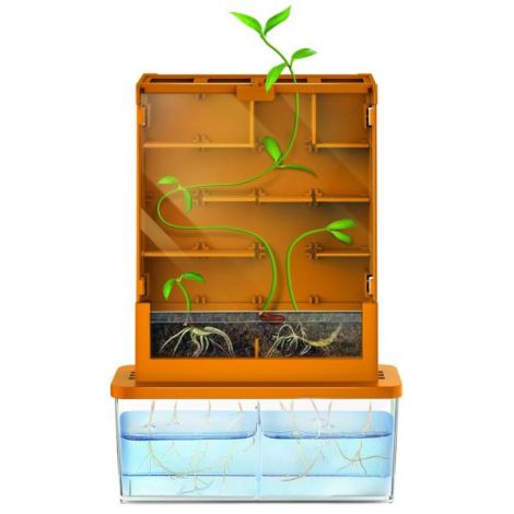 4M Kit Labirint Plantă - Știință Verde pentru Copii - imagine 2