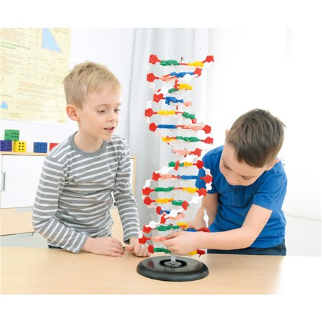 Mulaj ADN Moje Bambino - Model didactic educațional - imagine 2