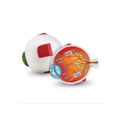 Model Anatomie Ochi Learning Resources Educativ - imagine 2