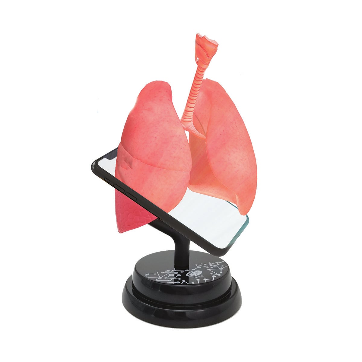 Macheta Anatomica Plamani Eastcolight | Educativ