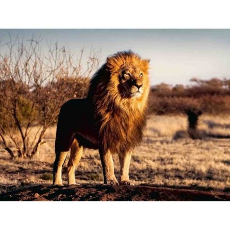 Puzzle Leu 1500 piese Ravensburger - Challenge