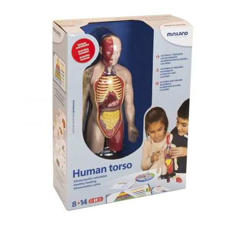 Kit Anatomie Corpul Uman Miniland - 16 Organe Detasabile - imagine 2