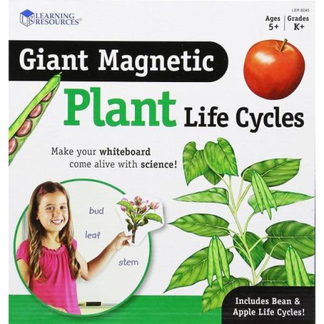 Ciclul Vietii Plantei - Set Magnetic Learning Resources