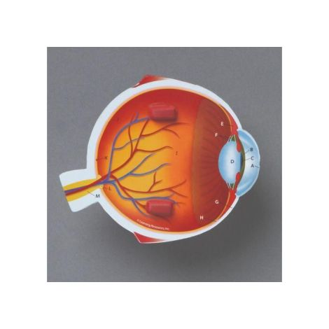 Model Anatomie Ochi Learning Resources Educativ - imagine 3