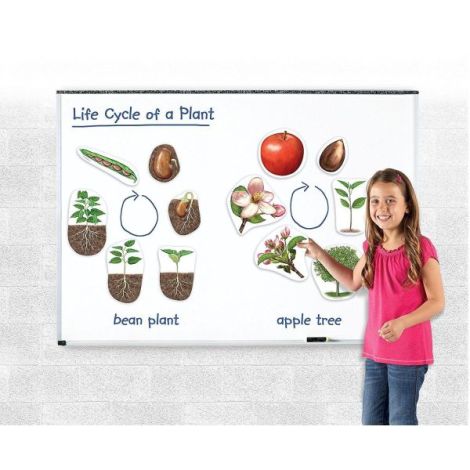 Ciclul Vietii Plantei - Set Magnetic Learning Resources - imagine 5