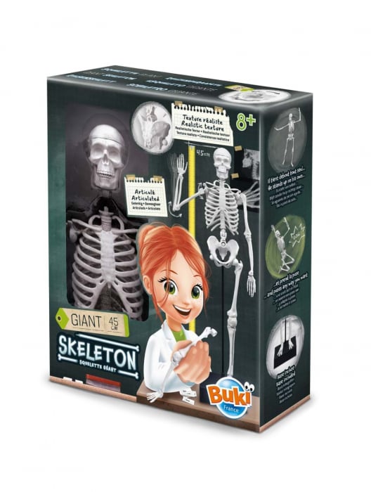 Schelet Gigant Buki France 45 cm cu Radiografii