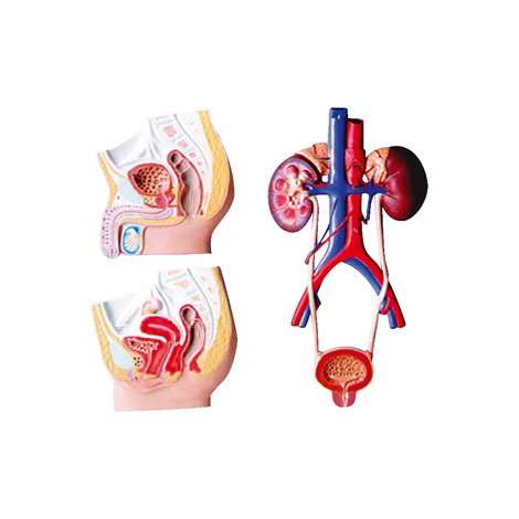 Mulaj Anatomic Urogenital Moje Bambino