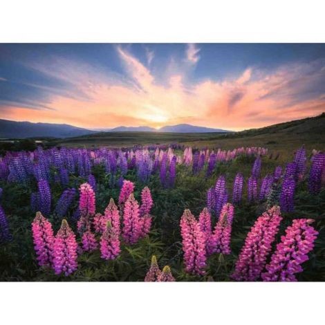Puzzle Camp Cu Lupin 500 piese Ravensburger