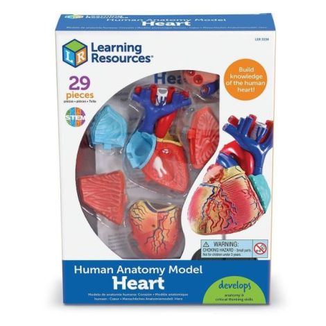 Șablon Inima Learning Resources, Anatomie Interactivă - imagine 4