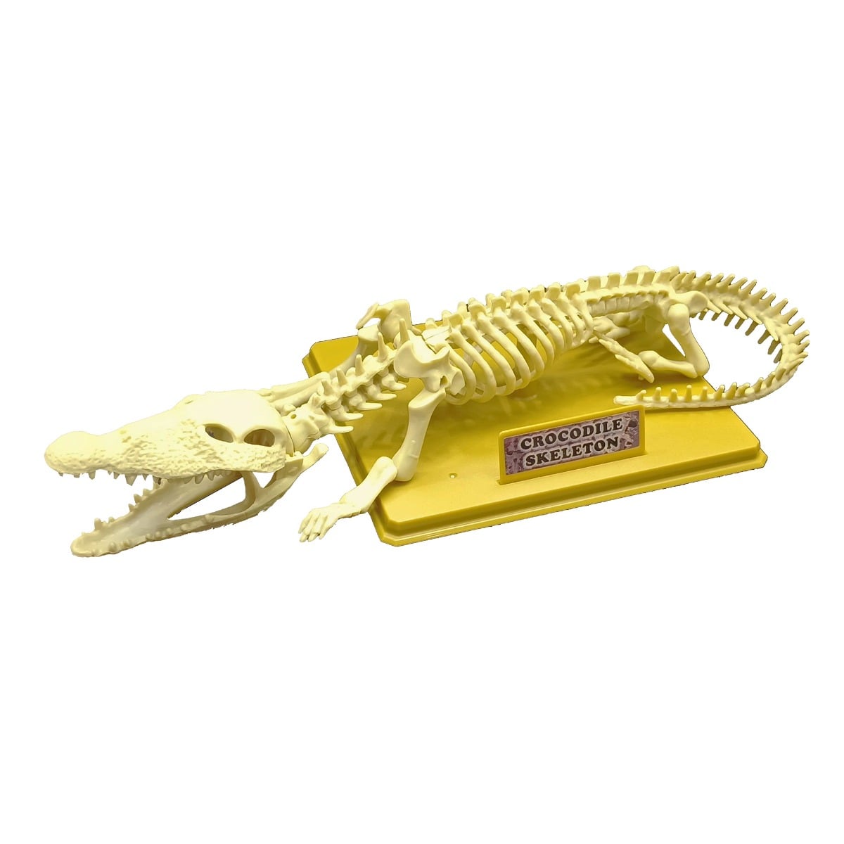 Set Educativ Schelet Crocodil Eastcolight