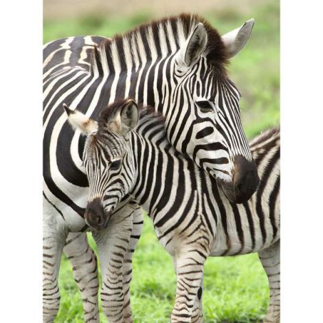 Puzzle Zebre 300 piese Ravensburger - imagine 2
