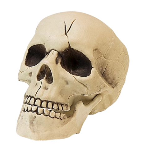 Cap Schelet Widmann 21cm - Decor Halloween
