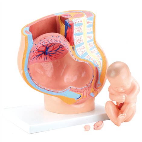 Mulaj pelvis femeie însărcinată Moje Bambino