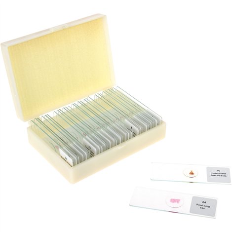 Set 30 lamele Zoologie Moje Bambino - Studiu