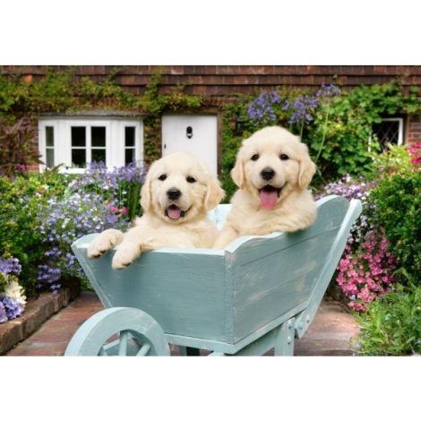 Puzzle 200 piese XL Golden Retriever - Ravensburger - imagine 3