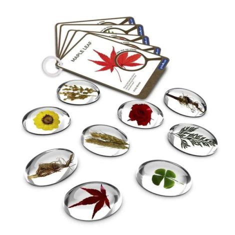 Pietre Specimen Plante Guidecraft - Set Educativ - imagine 4